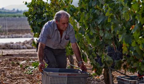 vendimia_uva_pago_de_carraovejas