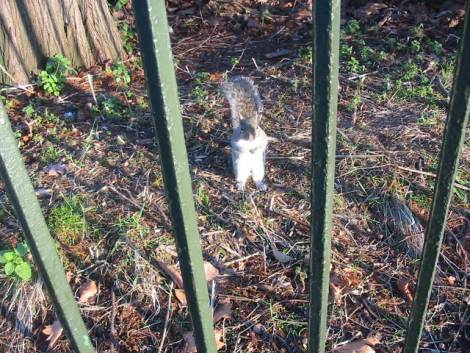 londres - ardillita en el parque