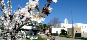 a_santa-agnes-almendros-en-flo-z