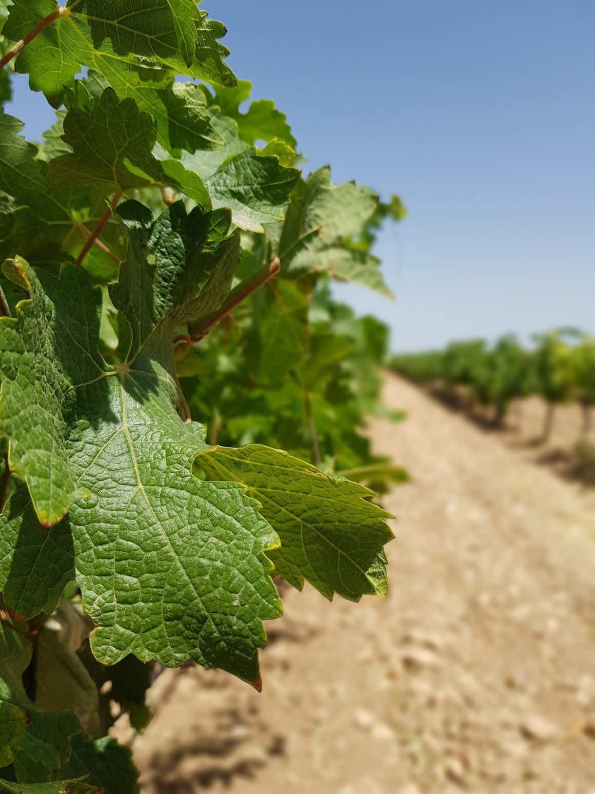 la ruta del vino de la manchuela.  uva y más. La ruta del vino de La Manchuela.  Uva y más. d2467 20210710 131636 rotated 1 scaled