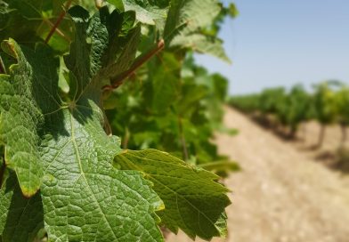 La ruta del vino de La Manchuela.  Uva y más.