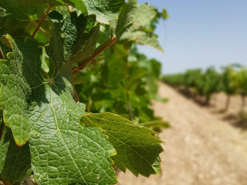 la ruta del vino de la manchuela.  uva y más. La ruta del vino de La Manchuela.  Uva y más. d2467 20210710 131636 rotated 1 scaled